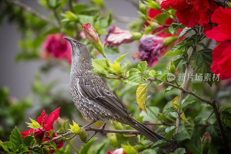 红荆棘鸟（Anthochaera carunculata）